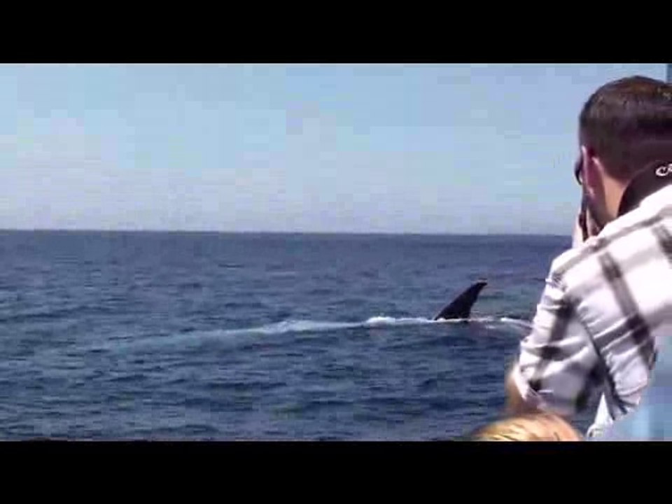 Blue whale impersonates large shark in pacific ocean USA