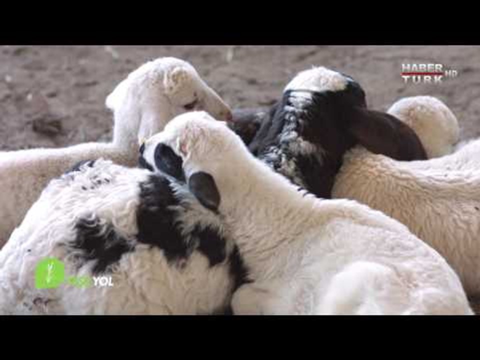 Yeşil Yol - 11 Eylül 2016 (Denizli Küçükbaş Hayvancılık)