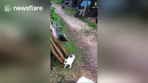 Proof that cats really do always land on their feet