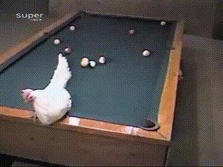 Cette poule est une vraie pro du billard