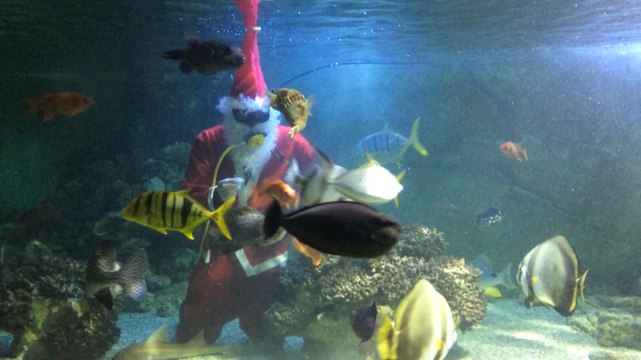 Le Père Noël à l'aise dans l'eau et sur la glace !