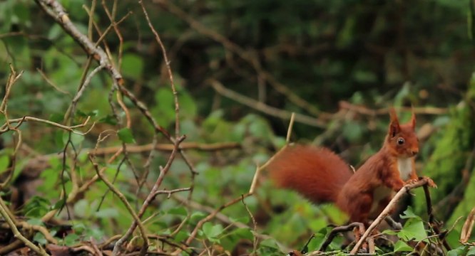 L’Agence française pour la biodiversité est créée en application de la loi de reconquête de la biodiversité