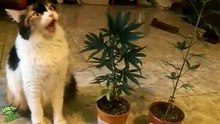 Snoop Dog cat
