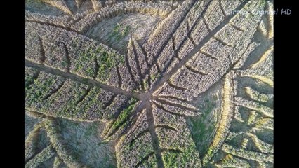 Crop Circles 2016 - Ansty, Nr Salisbury, Wiltshire, UK - 12th August 2016.