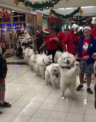 Artificial Approach Santa Claus Use When He Do Not Have Reindeer