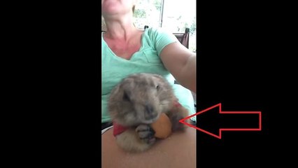 Prairie dog eats vanilla wafer for the first time
