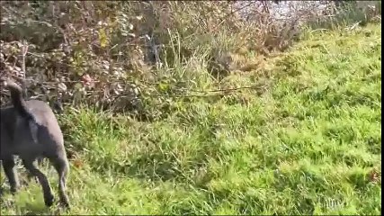 Staffie M Muffin 6 mois Par Cailin Marcelle Résultats en 7 leçons www.educateurcanin.com Déc 2016