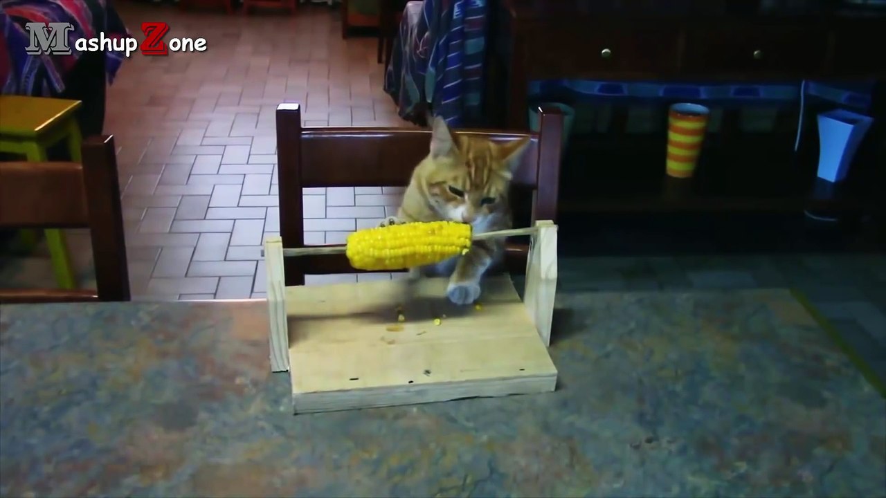 Funny Videos Of Funny Cats Compilation 2017