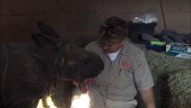 Baby Rhino Bottle Feeding at the San Diego Zoo Safari Park