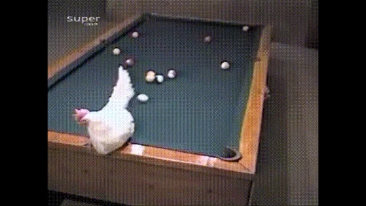 Cette poule est une vraie pro du billard