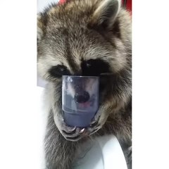 Raccoon drinks water just like a human!