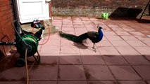 Patient peacock allows cat to play with feathers
