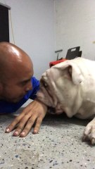 Bulldog "viciously" attacks owner