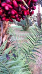 Abdel Adventure Taghbalte SAISON 1 EP03 ( SOUWAL IHLENE )