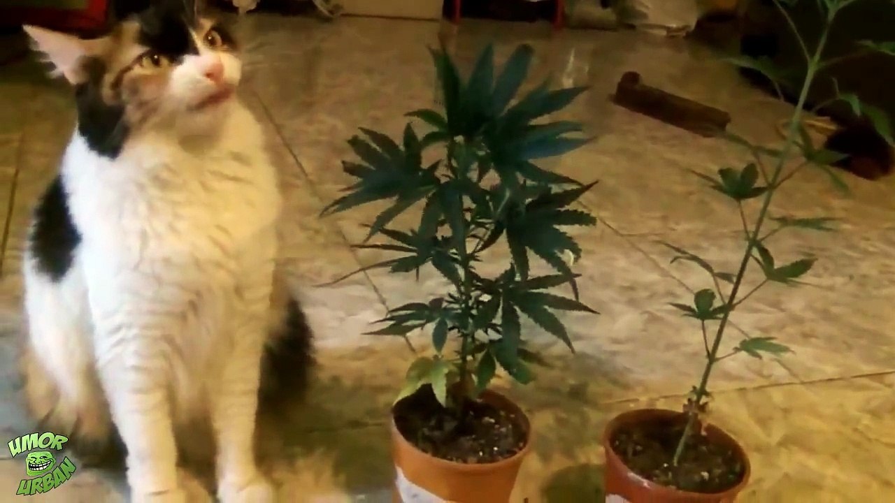 Quand ton chat bouffe tes pieds de Cannabis... Regardez sa tête!