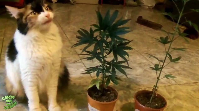Quand ton chat bouffe tes pieds de Cannabis... Regardez sa tête!
