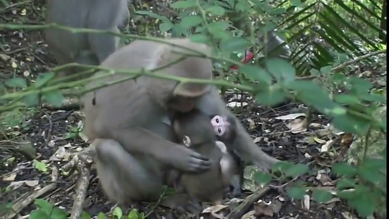 monkey