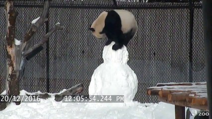 Un panda joue avec un bonhomme de neige, adorable