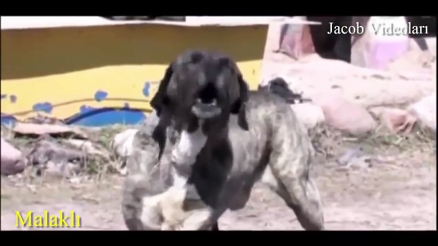 ANADOLU LEOPARLARI Kangal ve Malaklı ►► Sizce Hangisi Daha Güçlü