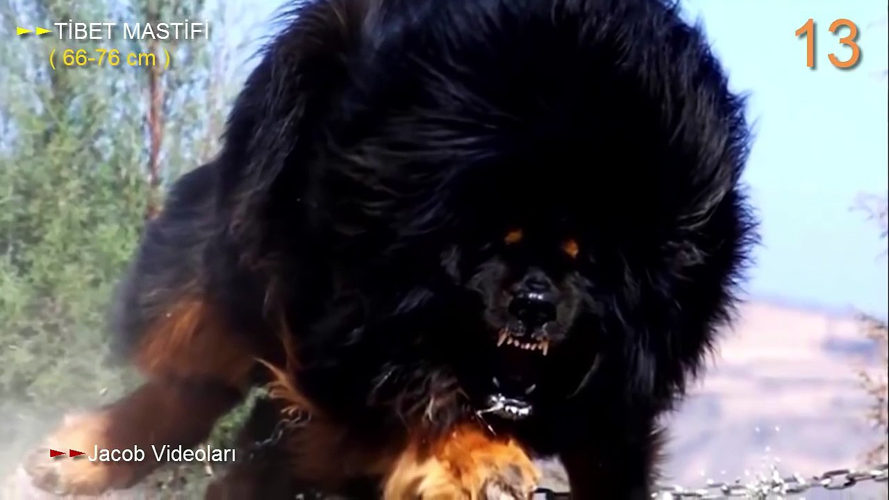 Devasa Boyutta En Büyük Köpek Irkları ►► Aralarında Kangal, Bully Kutta, Kafkas Çoban Köpeği de Var