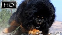 En Güçlü Köpekler ►► TİBET MASTİFİ [ Tibetan Mastiff ] strongest  powerfull dogs, aslan-ayı kıması