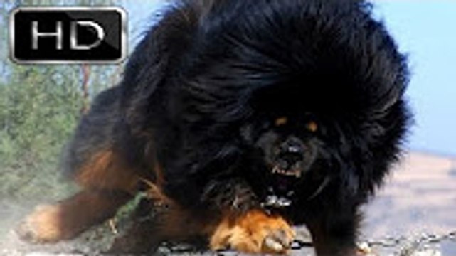 En Güçlü Köpekler ►► TİBET MASTİFİ [ Tibetan Mastiff ] strongest powerfull dogs, aslan-ayı kıması