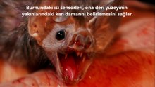 Kan Emici Vampir Yarasalar !!! ◄◄ Jacob Videoları ►►