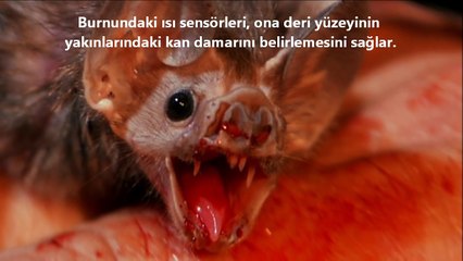 Kan Emici Vampir Yarasalar !!! ◄◄ Jacob Videoları ►►
