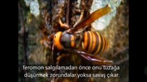 Japon Bal Arılarının Eşek Arısını KIZARTMASI !!!   hayvan saldırısı   ölümcül dev eşek arısı