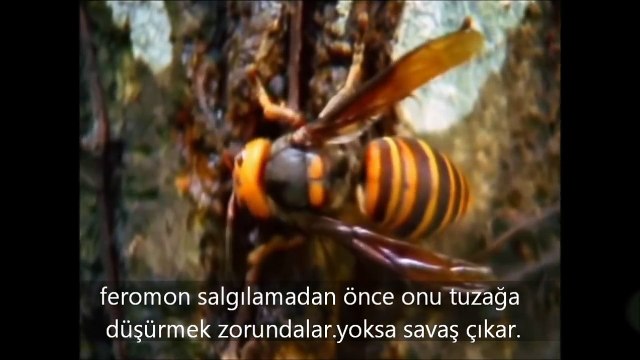 Japon Bal Arılarının Eşek Arısını KIZARTMASI !!! hayvan saldırısı ölümcül dev eşek arısı