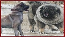 En Güçlü Köpekler ►► KAFKAS ÇOBAN KÖPEĞİ [[ Caucasian Ovcharka ]]   kurt köpek dövüşleri, kavgası