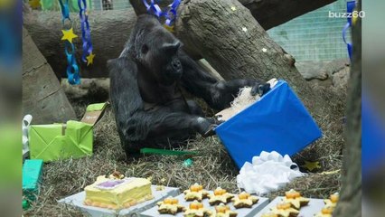 60-Year-Old Gorilla Eats Squash Cake at Her Birthday Party