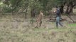 Man punches a kangaroo on the face to rescue his dog (Original HD)