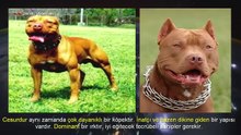 PİTBULL vs DOGO ARGENTİNO ►► Köpek Dövüşleri vs Köpek Kavgası Hakkında !!! ►► Dog Fights About