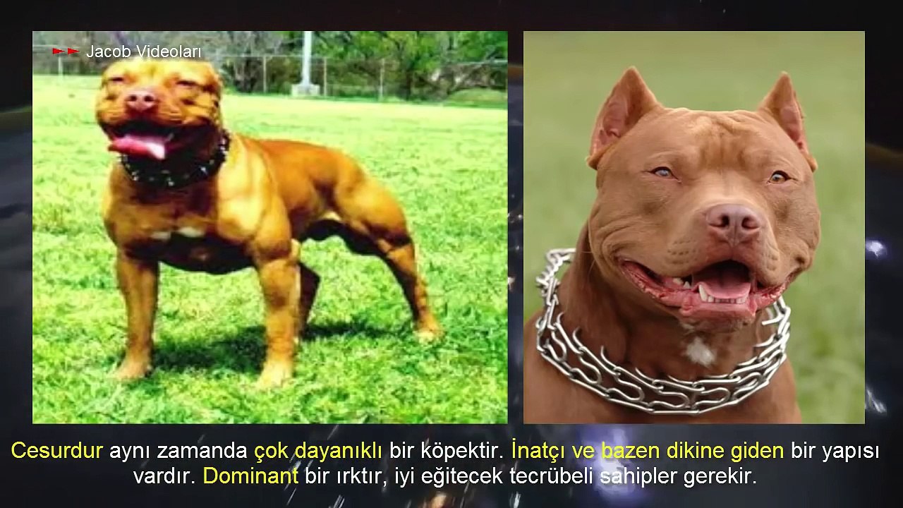 PİTBULL vs DOGO ARGENTİNO ►► Köpek Dövüşleri vs Köpek Kavgası Hakkında !!! ►► Dog Fights About