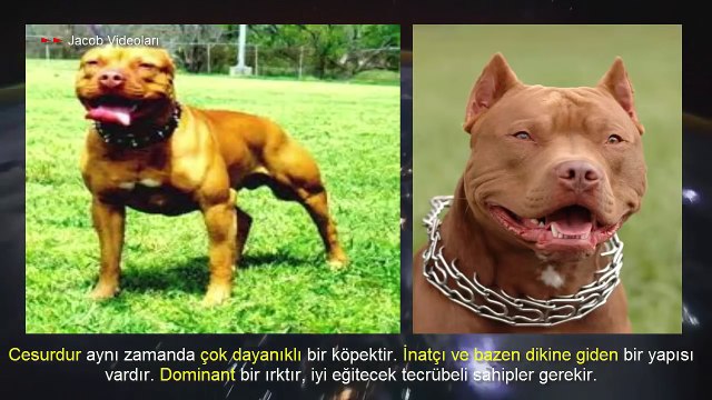 PİTBULL vs DOGO ARGENTİNO ►► Köpek Dövüşleri vs Köpek Kavgası Hakkında !!! ►► Dog Fights About