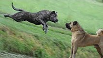 PRESA CANARİO vs KANGAL About ►► Köpek Dövüşleri ve Köpek Kavgası Hakkında ► Kangal Dog Kurt