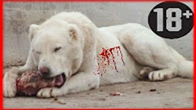 Türkiye nin En Güçlü KORKUSUZ Köpek Irkları ►► Köpek Dövüşleri Kurbanları ► Kangal Kurt Dog Fights