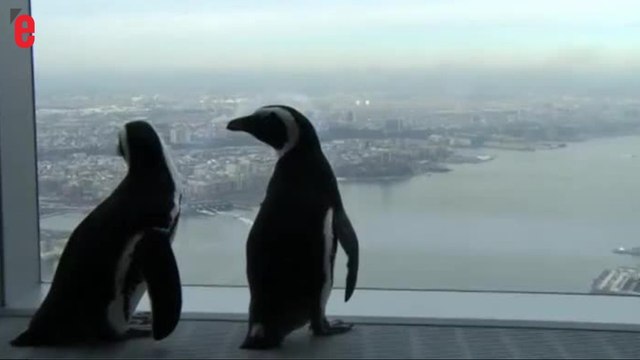 New York: des Manchots visitent le One World Trade Center