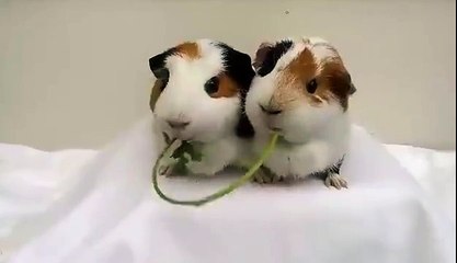 ORTAK SOFRADA YEMEK YEMEK