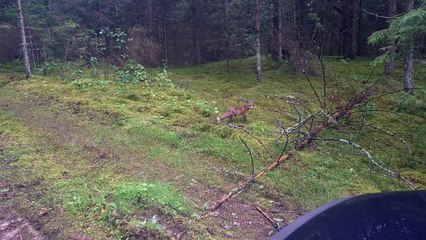 Hey Mr. Fox, Give Me Back My Keys