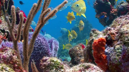 ScienceCasts - A New View of Coral Reefs - HD