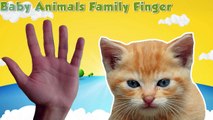 Baby Animals - Finger Family Song Collection - Nursery Rhymes Baby Animals Finger Family for Kids