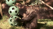 Gorilla Celebrates 55th Birthday at the San Diego Zoo Safari Park