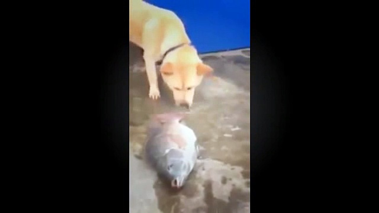 Humanity Vs Animality