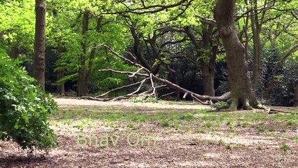 Giant Anaconda vs Jaguar - Python vs Tiger - Python vs Leopard by Chacal