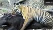 Best Wild Animals Fights 2014 Tiger Cub Attacks Huge Wild Boar Animals Fighting by Animal Fights