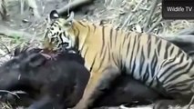 Best Wild Animals Fights 2014 Tiger Cub Attacks Huge Wild Boar Animals Fighting by Animal Fights
