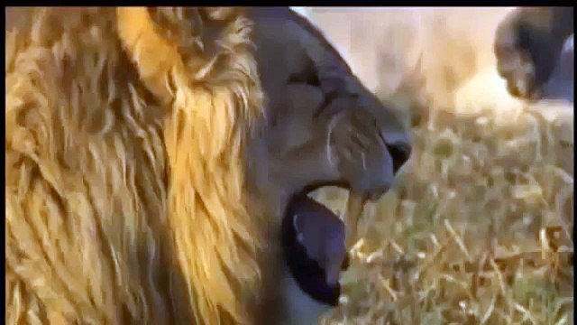 Lion vs Jaguar Fight | Animal Attacks Lion and Jaguar by Wild Animals