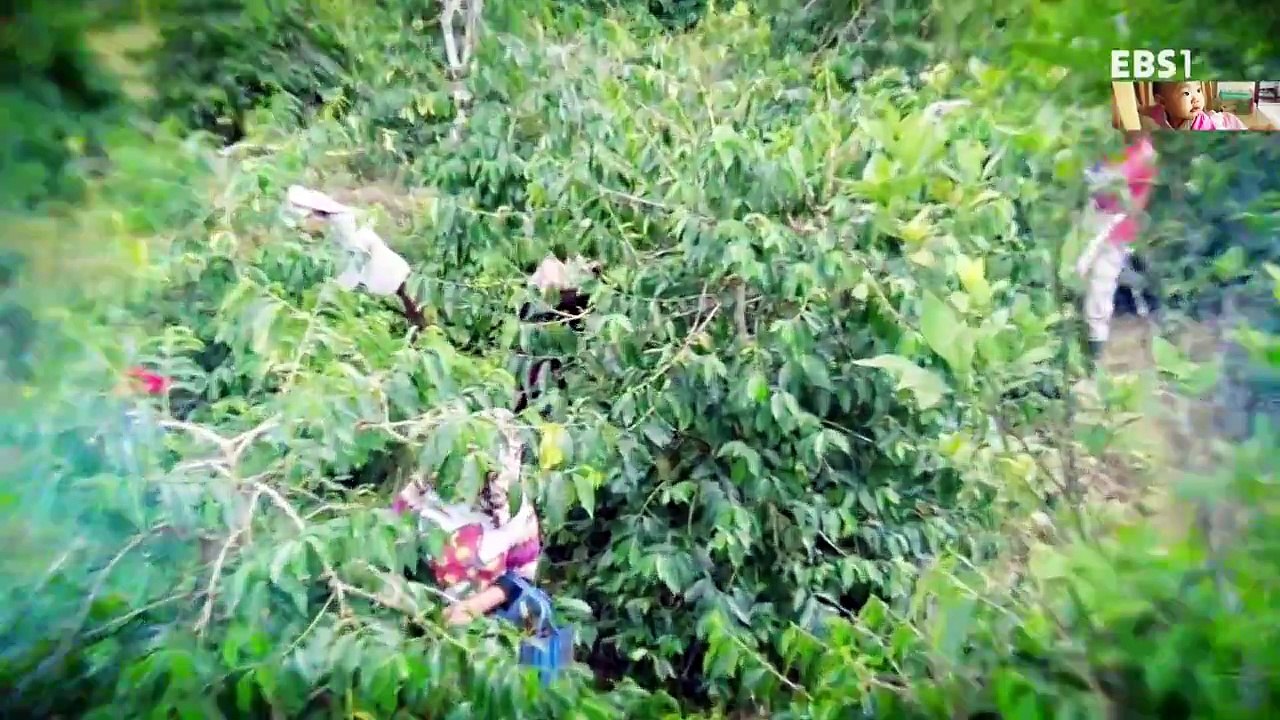Coffee Farms in Indonesia